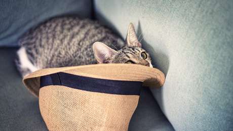 ¿En qué sombrero está el gato?: solo 36 % de las personas pueden resolver este acertijo de simple lógica (VIDEO)