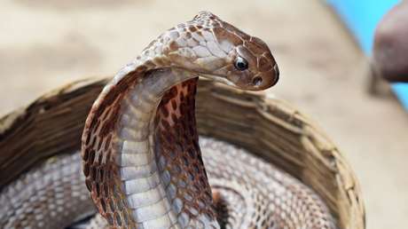 Hombre que se recuperó de la malaria, el dengue y el coronavirus es mordido por una serpiente venenosa en la India