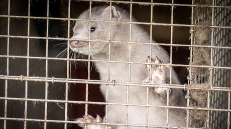 Francia ordena sacrificar unos 1.000 visones tras encontrar coronavirus en una granja