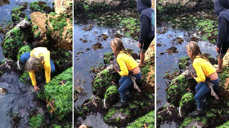 Una niña salva a un tiburón atrapado entre piedras de aguas poco profundas (VIDEO)