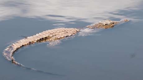 VIDEO: Captan el momento en que un "monstruoso" cocodrilo intimida a un tiburón