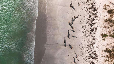 Mueren casi 100 ballenas en Nueva Zelanda tras un nuevo varamiento masivo