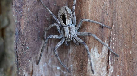 Descubren una especie de araña cuyos machos atan y violan a las hembras