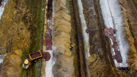 Hordas de visones con coronavirus mutado se 'levantan de sus tumbas' tras el sacrificio masivo