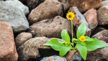 Una flor evoluciona para esconderse de su mayor depredador (el ser humano)