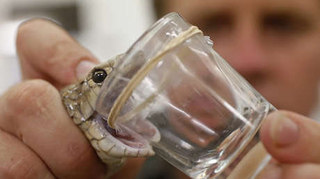 Un hombre sobrevive tras ser mordido dos veces por una de las serpientes más letales del mundo