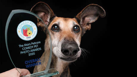 Estas son las fotos de las mascotas más divertidas de 2020