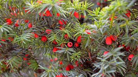 Un árbol cambia de sexo a los 3.000 años de edad