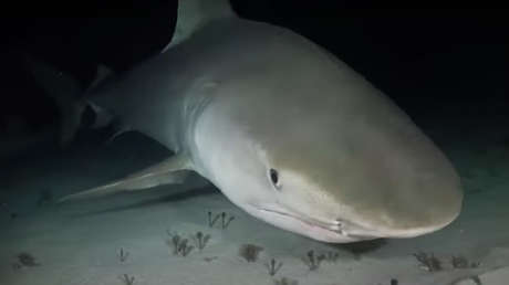 El inusual pez que devora todo y a todos en el triángulo de las Bermudas e incluso puede atacar a submarinos