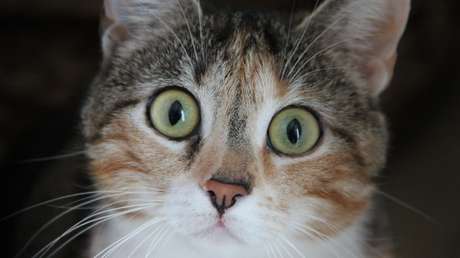 VIDEO: La cara de un gato al ver a su dueño acariciando a otro felino conquista a la Red