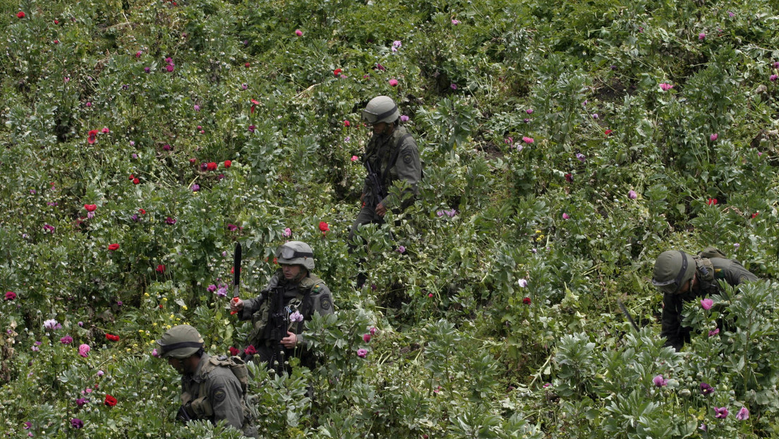 Comisión Política de Drogas de EE.UU. tilda de "fracaso" el 'Plan Colombia', creado para combatir el narcotráfico