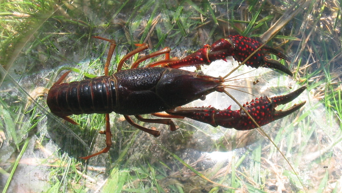 Autoridades colombianas advierten sobre la presencia de una plaga de cangrejos rojos "agresivos e invasores" en humedales de Bogotá