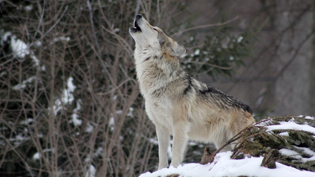 VIDEO: Un lobo "deprimido" rechazado por su manada camina sin parar por una misma ruta en forma de ocho para lidiar con su soledad