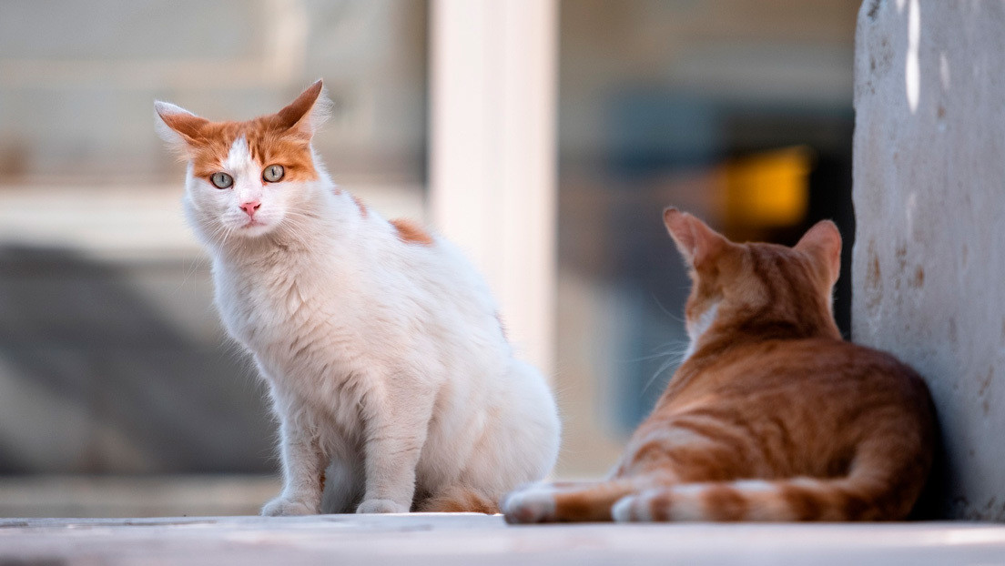 VIDEOS: Un indonesio se hace cargo de 480 gatitos que ha rescatado de la calle