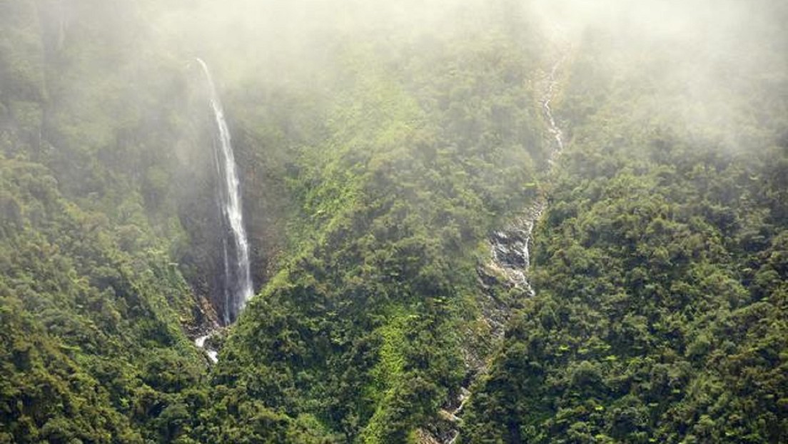 FOTOS: Descubren en selvas de Bolivia 20 nuevas especies previamente desconocidas