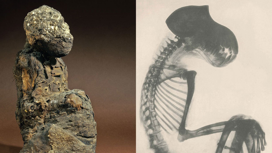 Restos momificados de babuinos arrojan luz sobre la ubicación de la 'Tierra de Dios', un país que fue un importante socio comercial del Antiguo Egipto