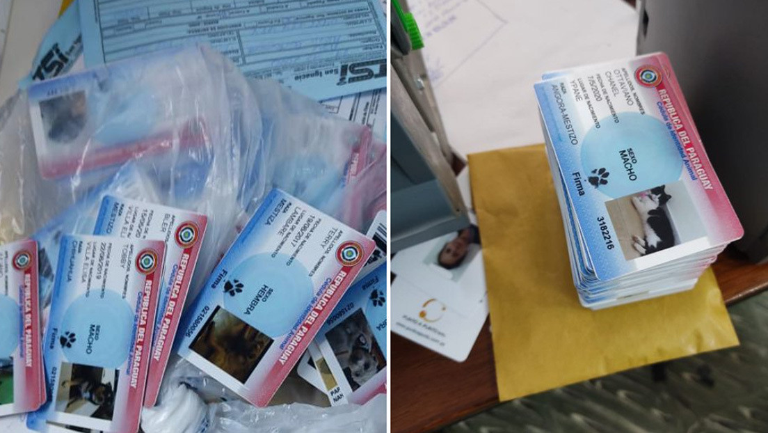 Un allanamiento policial a un local que fabrica cédulas de juguete para mascotas desata una ola de burlas e indignación en Paraguay
