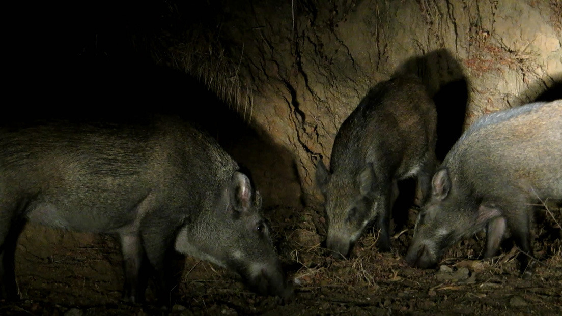 "Es alucinante la vida silvestre que hay": Colocan una cámara durante dos meses en un bosque en España y esto es lo que grabó
