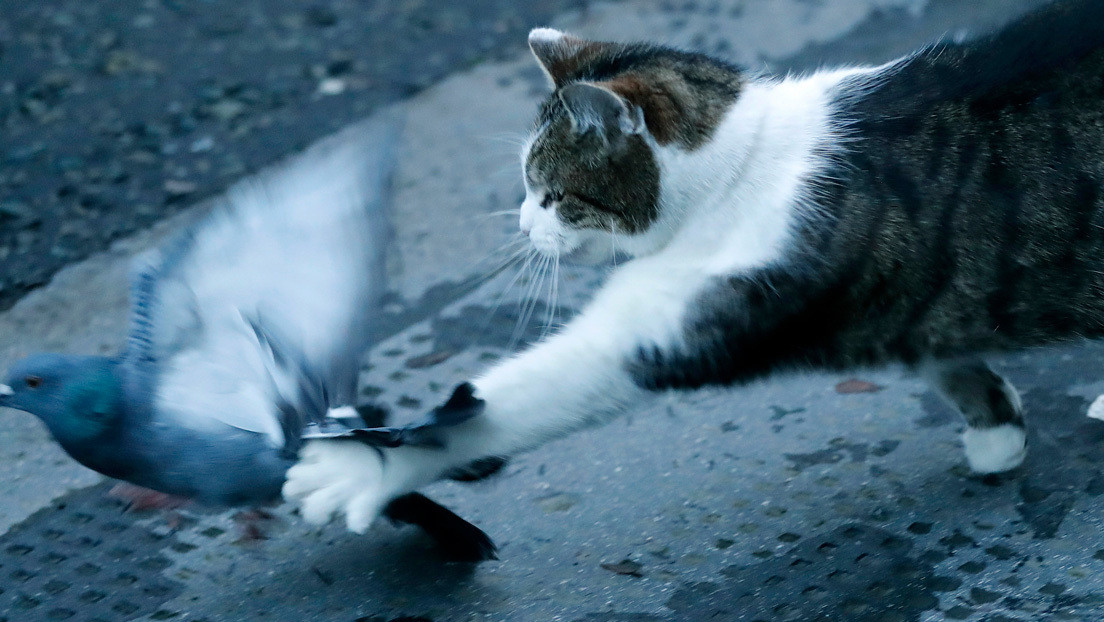Captan al gato del primer ministro británico lanzándose sobre una paloma a las puertas de Downing Street