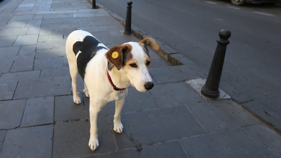 Un perrito espera a las afueras del hospital a su dueño fallecido hace más de un mes por covid-19 (FOTOS)
