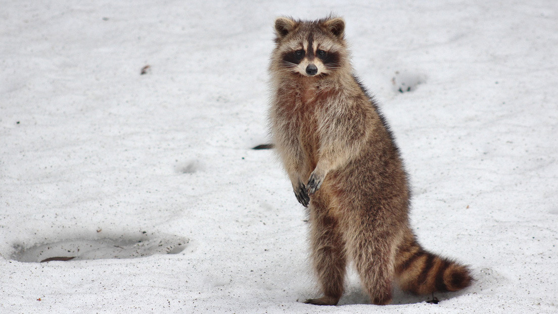 VIDEO: Rescatan a un mapache atascado en la mitad de un lago congelado (y su reacción sorprende a sus salvadores)