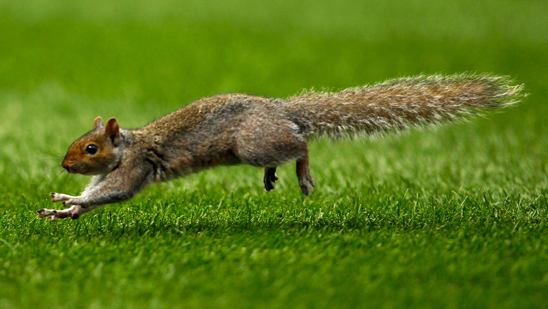 Se registran al menos 5 ataques de ardillas a humanos en Nueva York