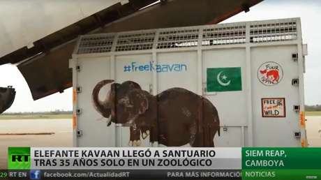El "elefante más solitario del mundo" llega a un santuario en Camboya tras 35 años de condiciones deplorables en un zoo pakistaní
