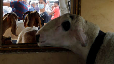 VIDEO: Trabajadores de un hotel son sorprendidos por una oveja que espera pacientemente el ascensor