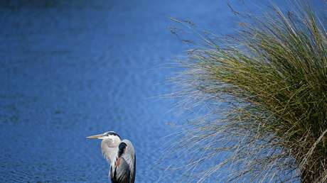 Captan a una garza mientras devora un bebé aligátor en aguas de Florida (VIDEO,FOTOS)
