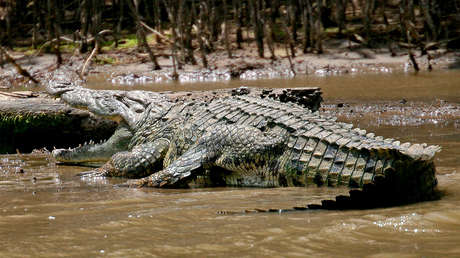 VIDEO: Un cocodrilo celoso ataca a una hembra por 'darle vuelos' a otro pretendiente