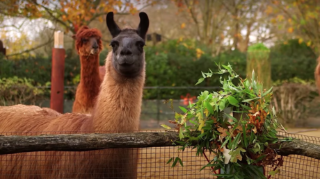 VIDEO: Dos llamas se comen las coronas navideñas en un zoo de Londres