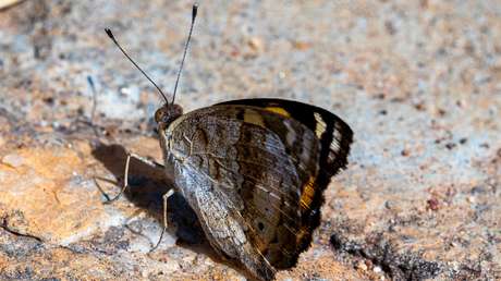 Las moscas caminan y las polillas se arrastran: descubren la razón por la que casi todos los insectos de unas islas ya no pueden volar