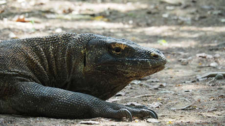 Un dragón de Komodo hiere de gravedad a un trabajador de la construcción de un polémico complejo turístico, desgarrando varias partes de su cuerpo