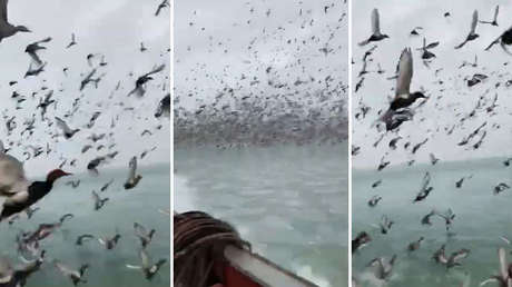 Como en una peli de Hitchcock: graban a una gigantesca bandada de miles de patos en Rusia (VIDEO)