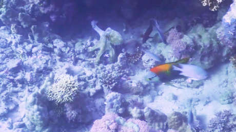 VIDEO: Científicos graban a un pulpo golpeando a peces y sugieren que lo hace por pura malicia