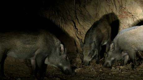 "Es alucinante la vida silvestre que hay": Colocan una cámara durante dos meses en un bosque en España y esto es lo que grabó