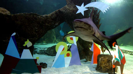 VIDEO: Buzos instalan un belén en el tanque de los tiburones del acuario de Madrid