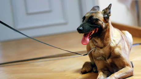 "¡Milagro navideño!": Una mujer encuentra a su perro ocho años después de que se lo robaran (FOTOS)