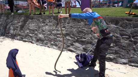 Capturan cerca de juegos infantiles en Australia una de las serpientes más letales del mundo (VIDEO)