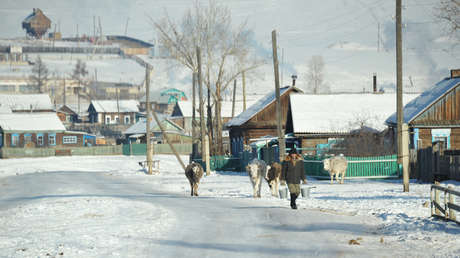 En el lugar más frío del planeta ponen sujetadores de piel a las vacas