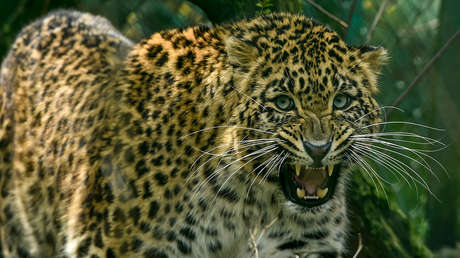 Tres hombres arriesgan la vida y golpean con palos a un leopardo para salvar a su perro de las fauces del depredador en la India