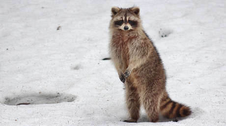 VIDEO: Rescatan a un mapache atascado en la mitad de un lago congelado (y su reacción sorprende a sus salvadores)