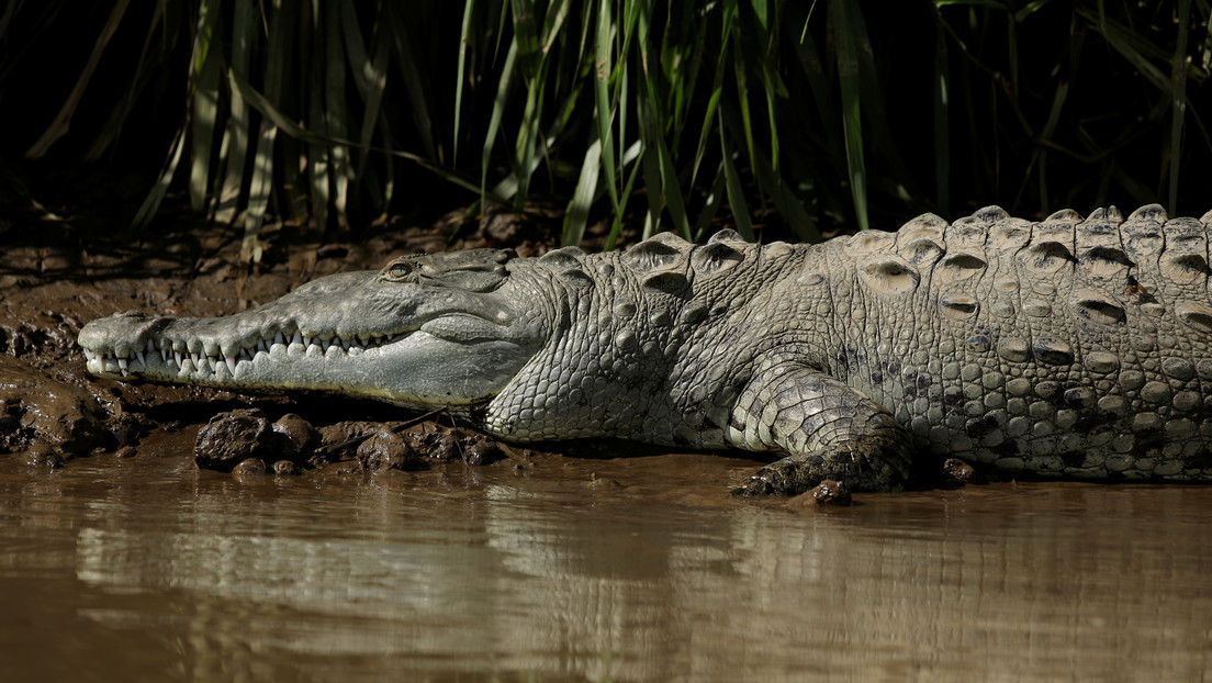 Científicos explican por qué los cocodrilos han cambiado tan poco desde la era de los dinosaurios