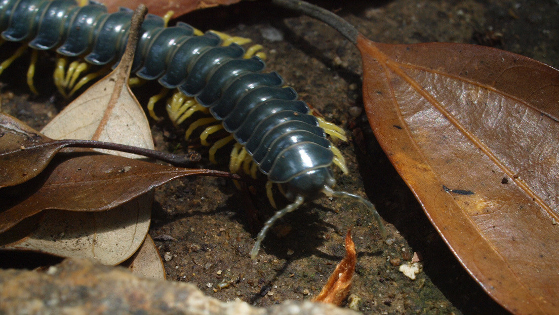 Científicos revelan por qué los milpies interrumpen cada ocho años el servicio de trenes en Japón desde hace un siglo