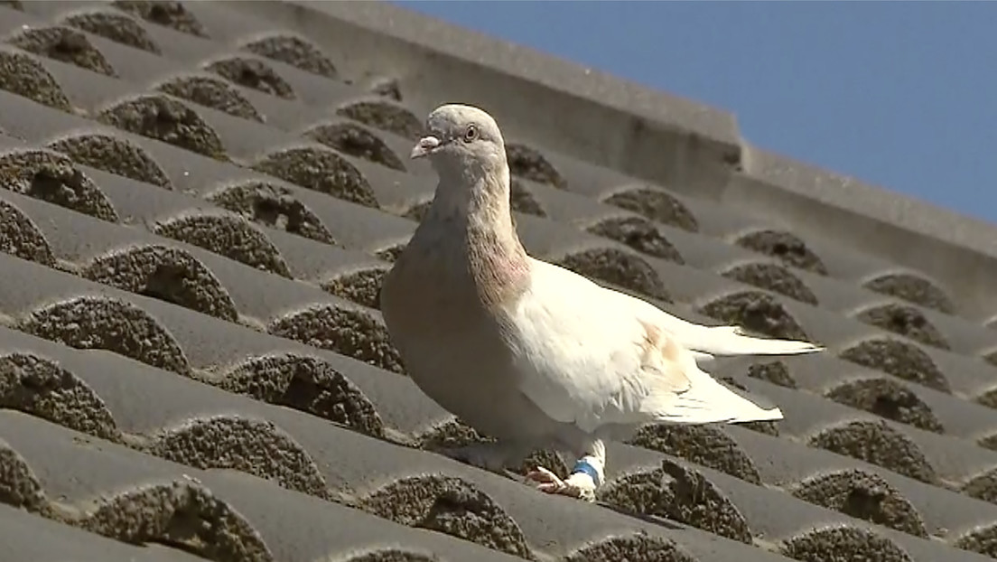 Australia quiere matar a una paloma mensajera que viajó 13.000 kilómetros a través del Pacífico