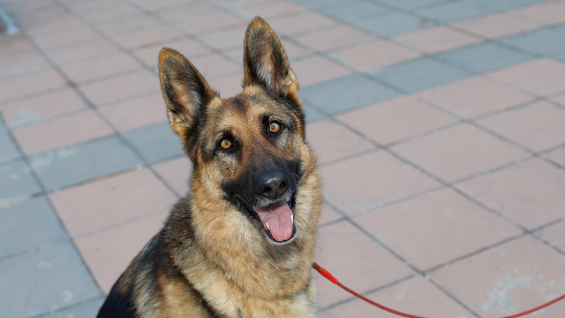 VIDEO: Una perra policía retirada llora al reencontrarse con su adiestrador tras más de un año