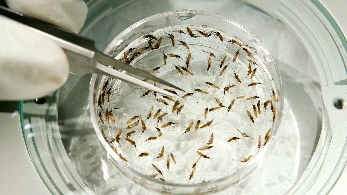 Descubren que una bacteria usada para controlar las poblaciones de mosquitos podría protegerlos contra los pesticidas