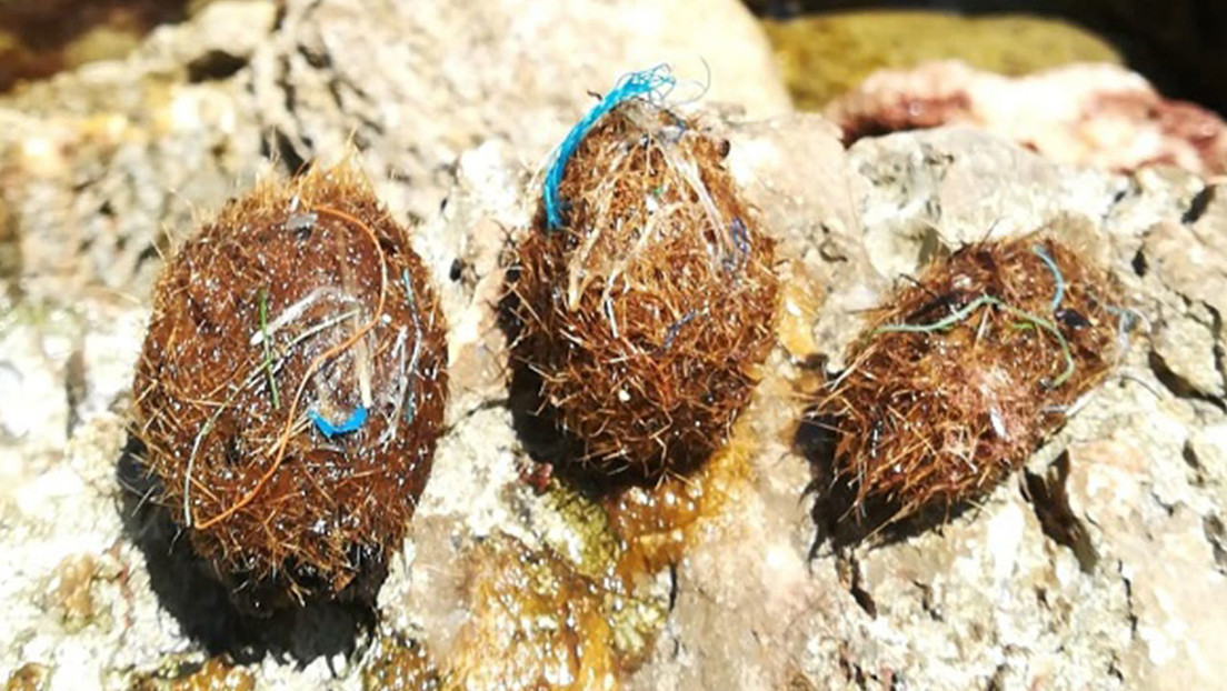 Científicos descubren en los pastos marinos a un aliado contra la contaminación plástica en los océanos