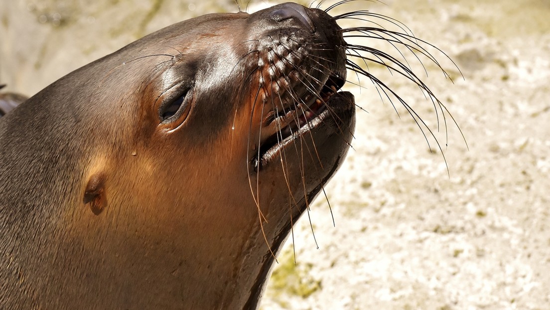 Cierran una calle en Nueva Zelanda para que un león marino pueda cuidar a su cría