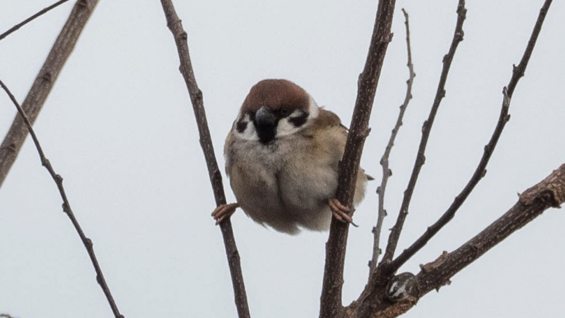 FOTO: Un gorrión 'posa a lo Van Damme' y la imagen se hace viral en Twitter